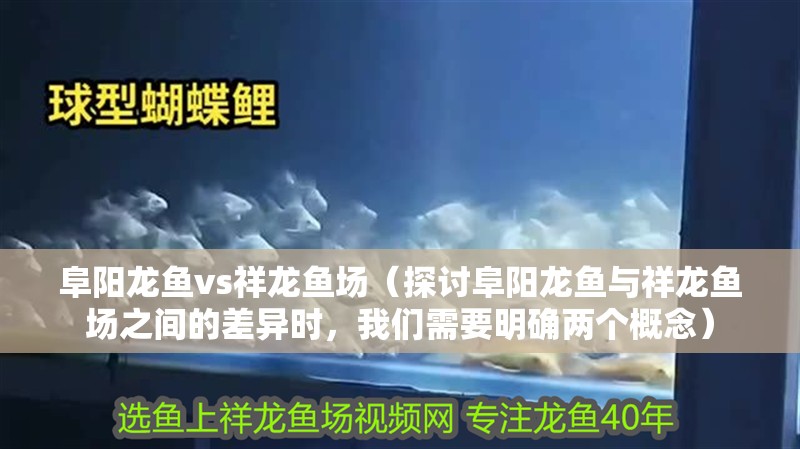 阜陽(yáng)龍魚vs祥龍魚場(chǎng)（探討阜陽(yáng)龍魚與祥龍魚場(chǎng)之間的差異時(shí)，我們需要明確兩個(gè)概念）