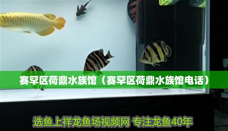 賽罕區荷鼎水族館（賽罕區荷鼎水族館電話）
