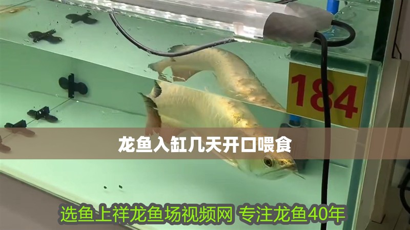 龍魚入缸幾天開口喂食