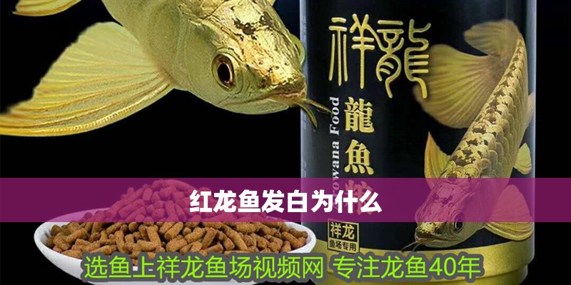 紅龍魚發白為什么