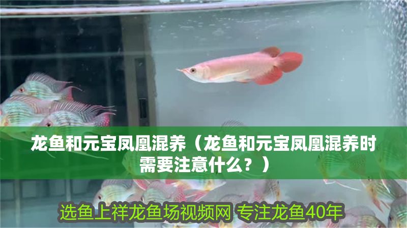 龍魚和元寶鳳凰混養（龍魚和元寶鳳凰混養時需要注意什么？）