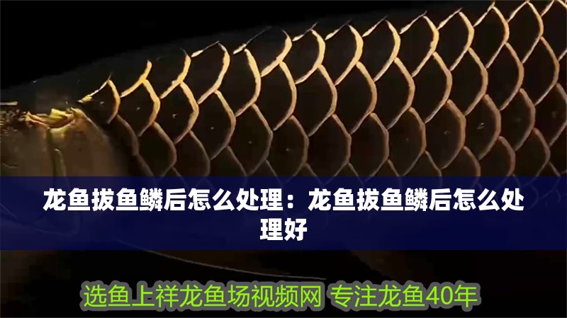 龍魚拔魚鱗后怎么處理：龍魚拔魚鱗后怎么處理好