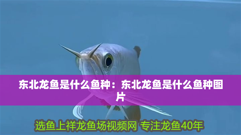 東北龍魚是什么魚種：東北龍魚是什么魚種圖片