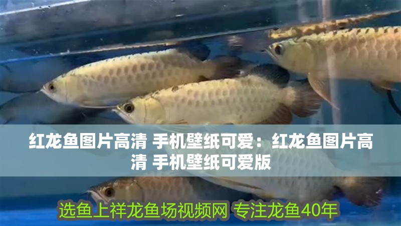 紅龍魚圖片高清 手機壁紙可愛：紅龍魚圖片高清 手機壁紙可愛版