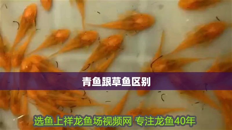 青魚跟草魚區(qū)別