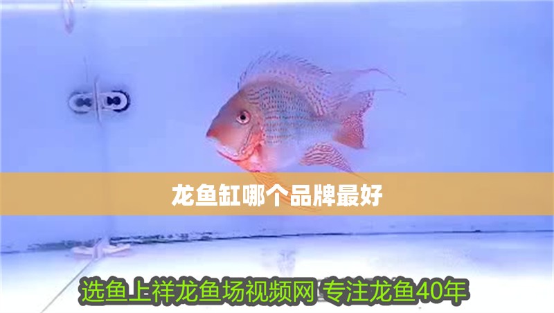 龍魚缸哪個(gè)品牌最好
