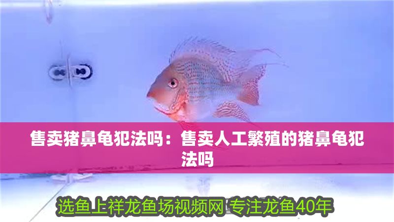 售賣豬鼻龜犯法嗎：售賣人工繁殖的豬鼻龜犯法嗎