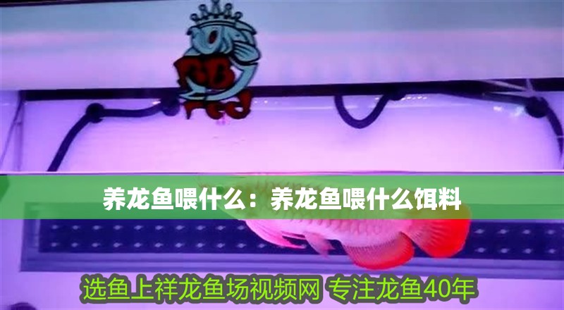 養(yǎng)龍魚喂什么：養(yǎng)龍魚喂什么餌料