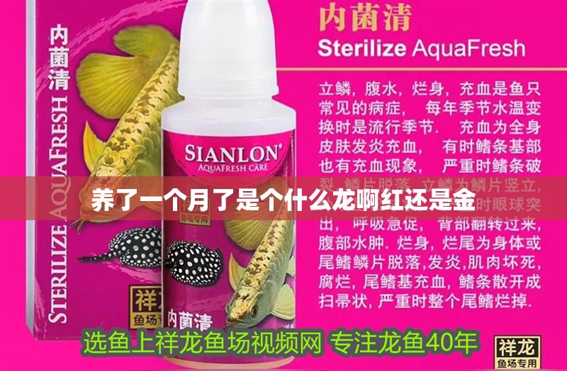 養(yǎng)了一個月了是個什么龍啊紅還是金