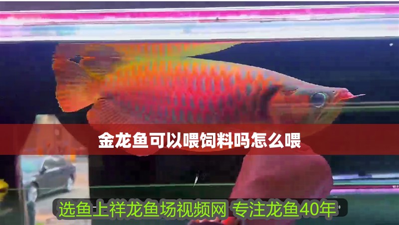 金龍魚可以喂飼料嗎怎么喂