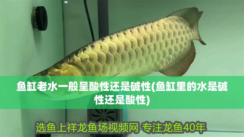 魚缸老水一般呈酸性還是堿性(魚缸里的水是堿性還是酸性)