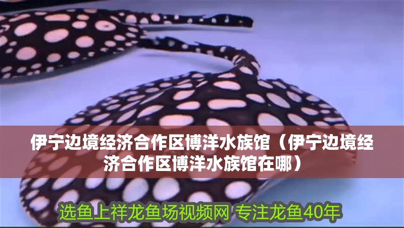 伊寧邊境經濟合作區博洋水族館（伊寧邊境經濟合作區博洋水族館在哪）