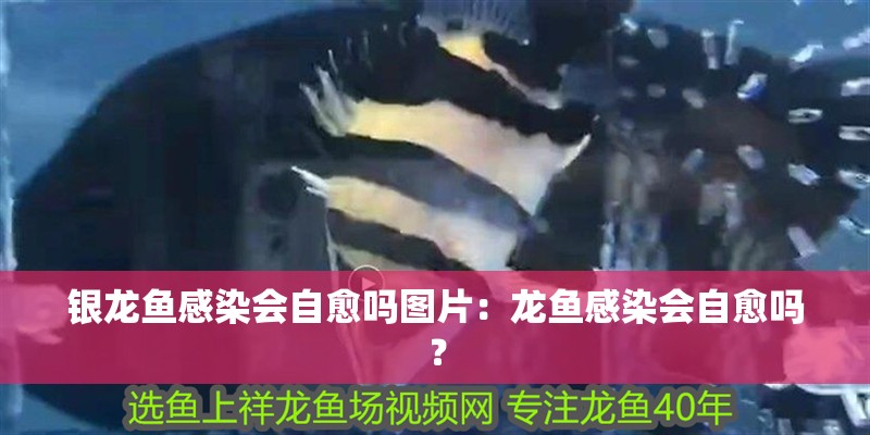 銀龍魚感染會(huì)自愈嗎圖片：龍魚感染會(huì)自愈嗎？