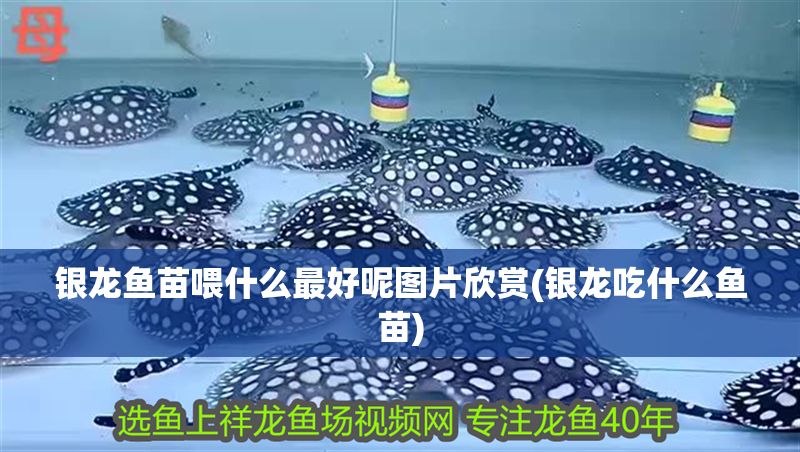 銀龍魚苗喂什么最好呢圖片欣賞(銀龍吃什么魚苗)