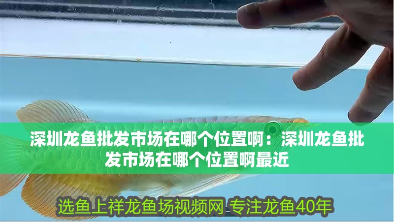 深圳龍魚批發市場在哪個位置啊：深圳龍魚批發市場在哪個位置啊最近
