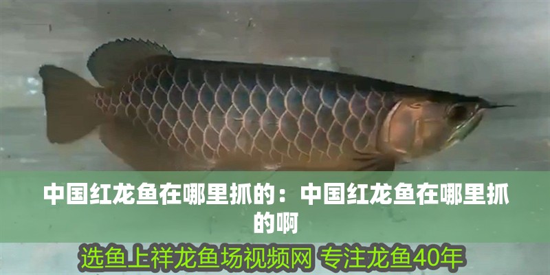 中國紅龍魚在哪里抓的：中國紅龍魚在哪里抓的啊