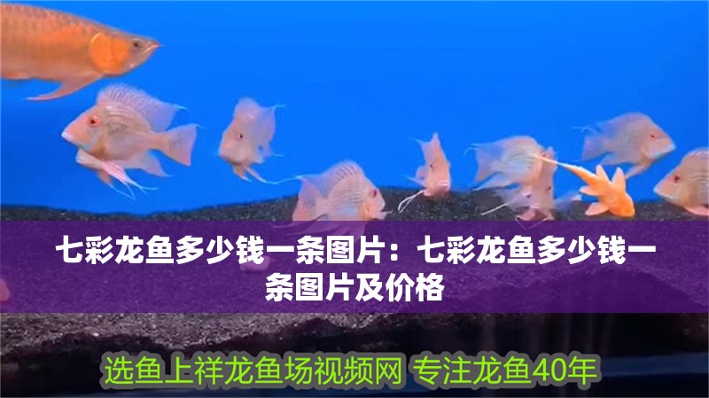 七彩龍魚多少錢一條圖片：七彩龍魚多少錢一條圖片及價格
