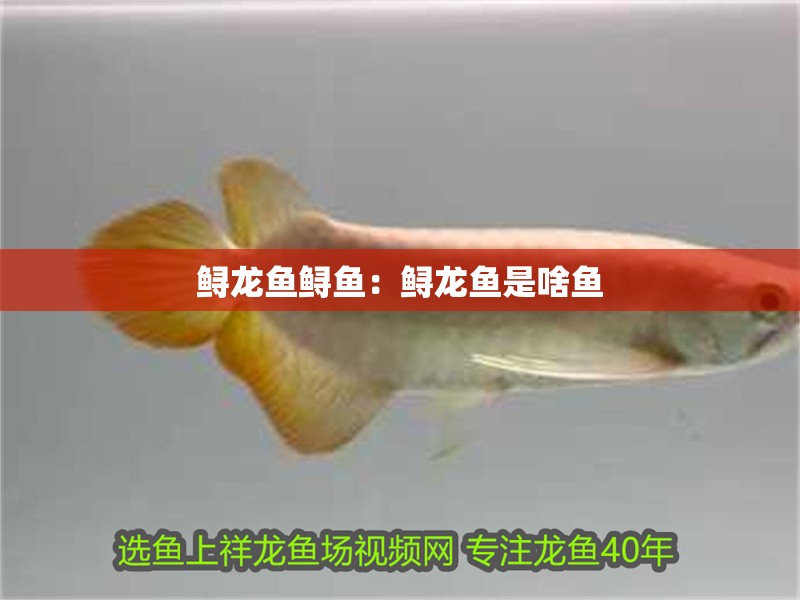 鱘龍魚鱘魚：鱘龍魚是啥魚