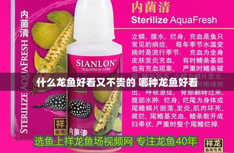 什么龍魚好看又不貴的 哪種龍魚好看 什么龍魚好看又不貴的 哪種龍魚好看 元寶鳳凰魚百科 第1張