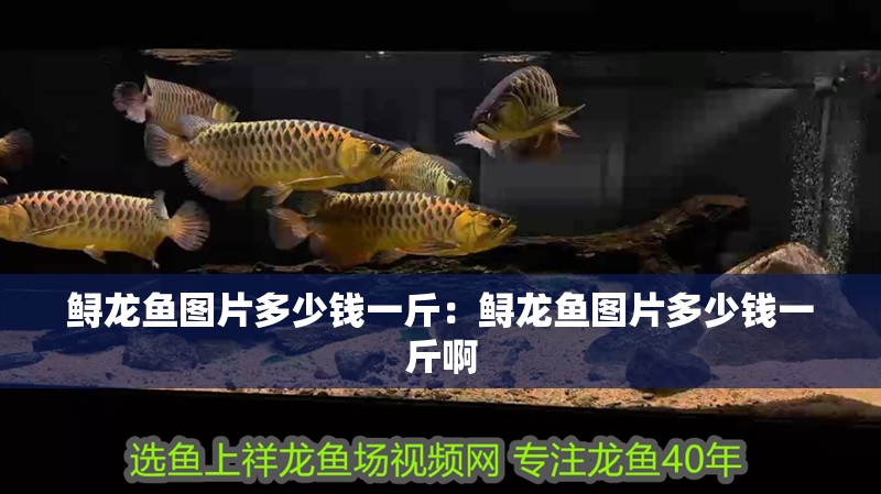 鱘龍魚圖片多少錢一斤：鱘龍魚圖片多少錢一斤啊