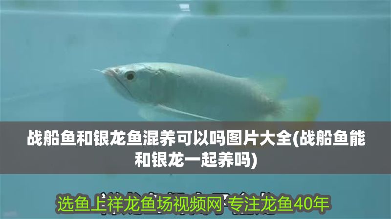 戰船魚和銀龍魚混養可以嗎圖片大全(戰船魚能和銀龍一起養嗎)