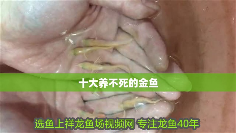 十大養不死的金魚 龍魚百科 第1張 十大養不死的金魚 十大養不死的金魚 龍魚百科 第1張