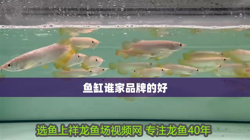 魚缸誰家品牌的好