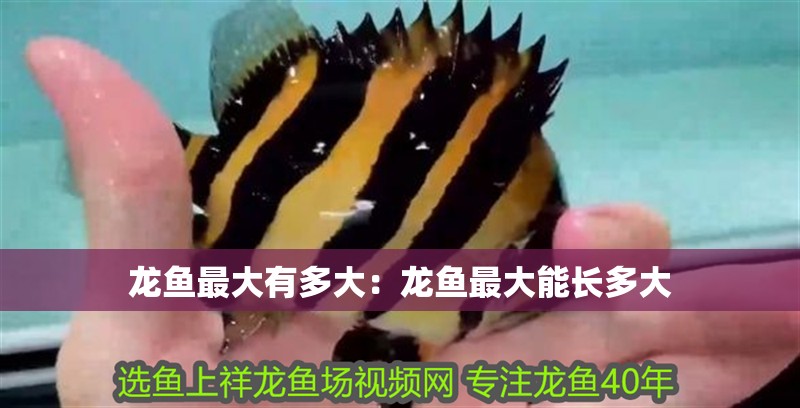 龍魚最大有多大：龍魚最大能長多大