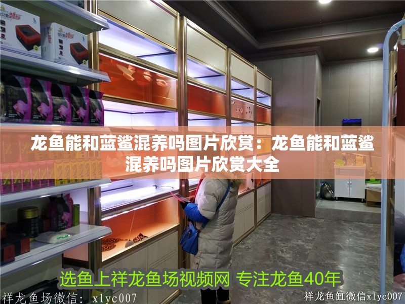 龍魚(yú)能和藍(lán)鯊混養(yǎng)嗎圖片欣賞：龍魚(yú)能和藍(lán)鯊混養(yǎng)嗎圖片欣賞大全