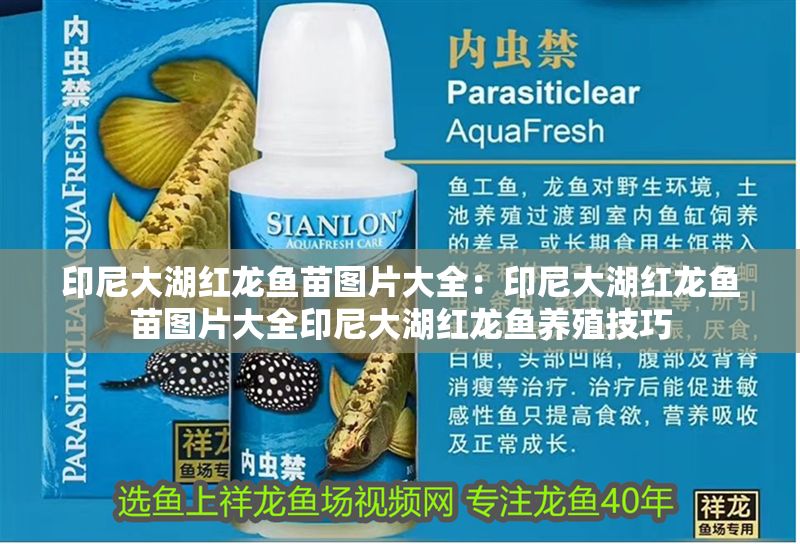 印尼大湖紅龍魚苗圖片大全：印尼大湖紅龍魚苗圖片大全印尼大湖紅龍魚養殖技巧