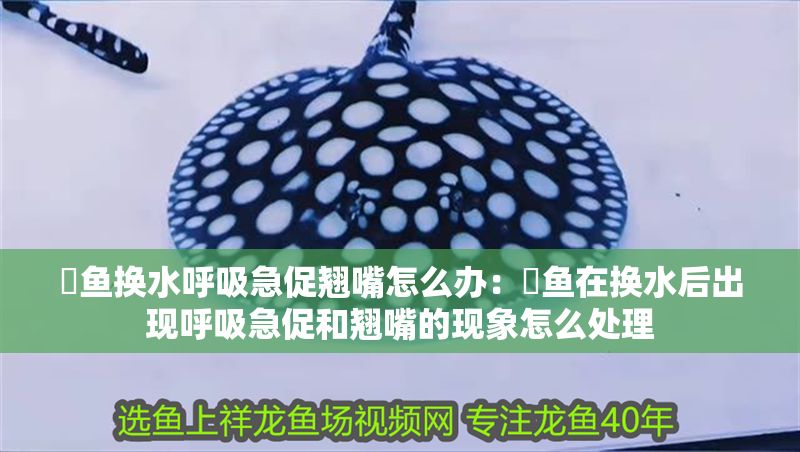 魟魚換水呼吸急促翹嘴怎么辦：魟魚在換水后出現呼吸急促和翹嘴的現象怎么處理