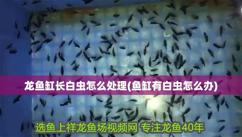 龍魚缸長白蟲怎么處理(魚缸有白蟲怎么辦)