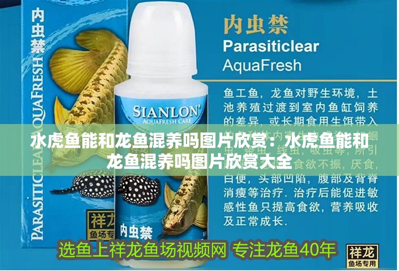 水虎魚能和龍魚混養(yǎng)嗎圖片欣賞：水虎魚能和龍魚混養(yǎng)嗎圖片欣賞大全