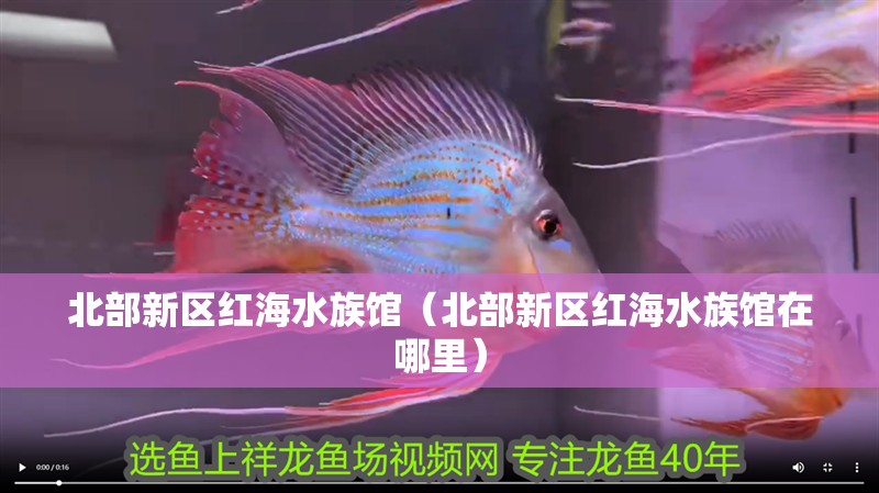北部新區(qū)紅海水族館（北部新區(qū)紅海水族館在哪里）