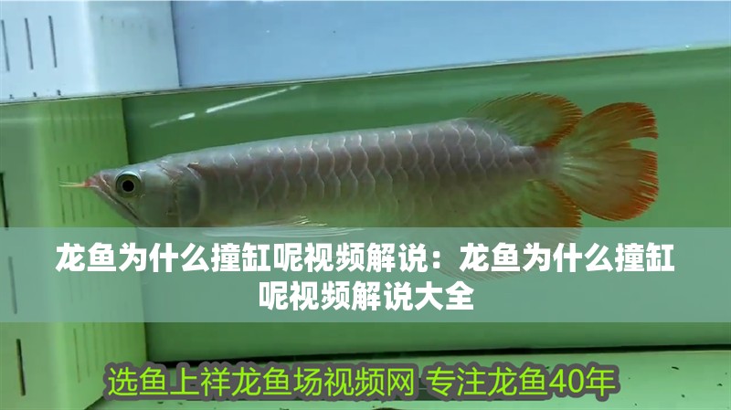 虎魚比龍魚大10厘米可以混養嗎圖片(虎魚比龍魚大10厘米可以混養嗎圖片大全)