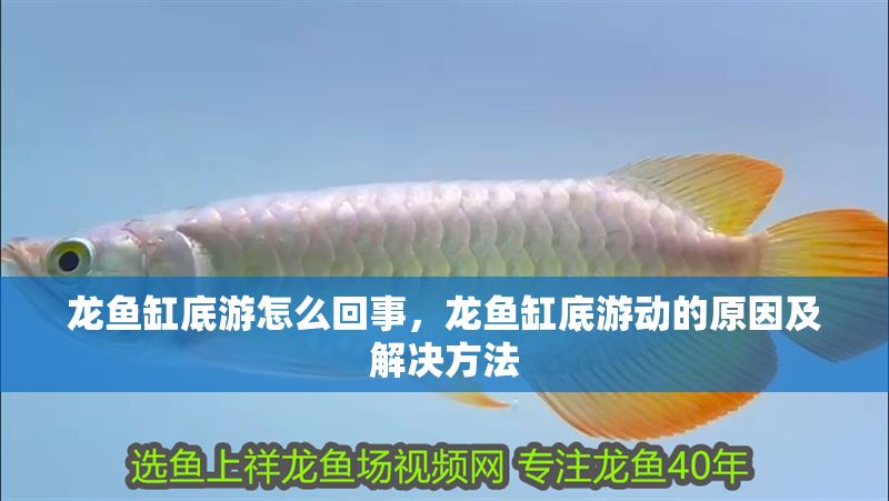 龍魚缸底游怎么回事，龍魚缸底游動的原因及解決方法