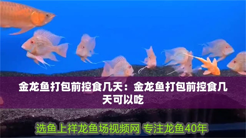 金龍魚打包前控食幾天：金龍魚打包前控食幾天可以吃