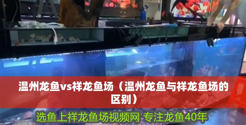 溫州龍魚vs祥龍魚場（溫州龍魚與祥龍魚場的區別）