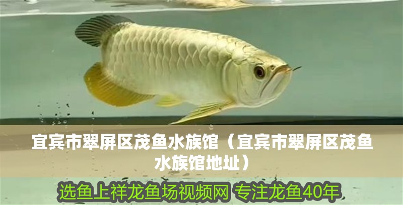宜賓市翠屏區茂魚水族館（宜賓市翠屏區茂魚水族館地址） 宜賓市翠屏區茂魚水族館（宜賓市翠屏區茂魚水族館地址） 全國水族館企業名錄 第1張