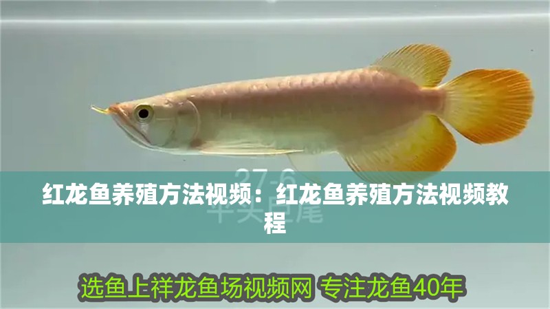 紅龍魚養殖方法視頻：紅龍魚養殖方法視頻教程