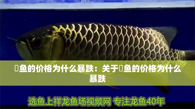 魟魚的價格為什么暴跌：關于魟魚的價格為什么暴跌