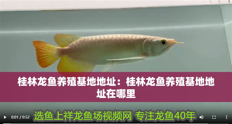 <strong><mark>桂林</mark></strong>龍魚養殖基地地址：<strong><mark>桂林</mark></strong>龍魚養殖基地地址在哪里