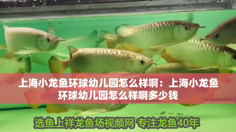 上海小龍魚環(huán)球幼兒園怎么樣啊：上海小龍魚環(huán)球幼兒園怎么樣啊多少錢