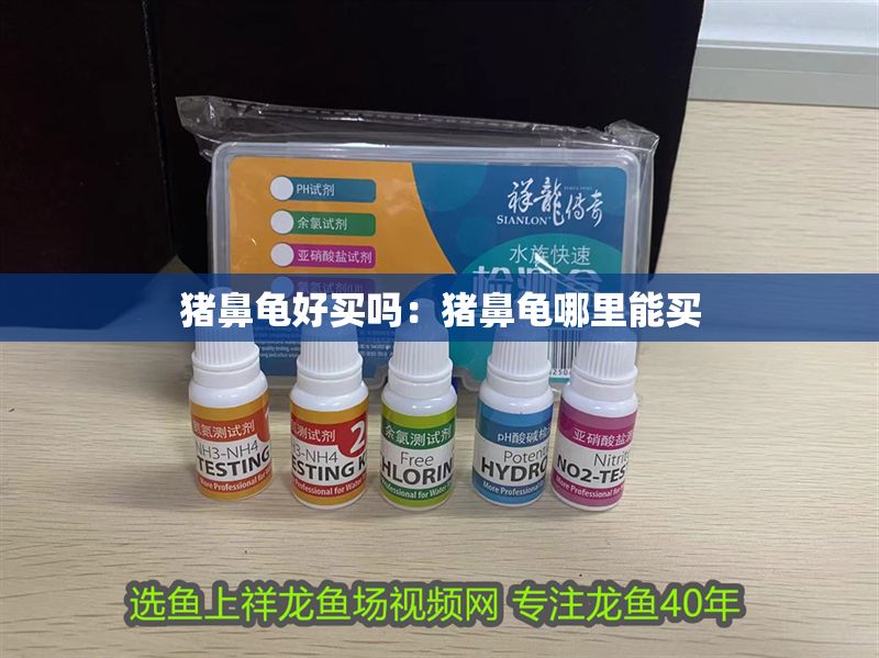 豬鼻龜好買嗎：豬鼻龜哪里能買