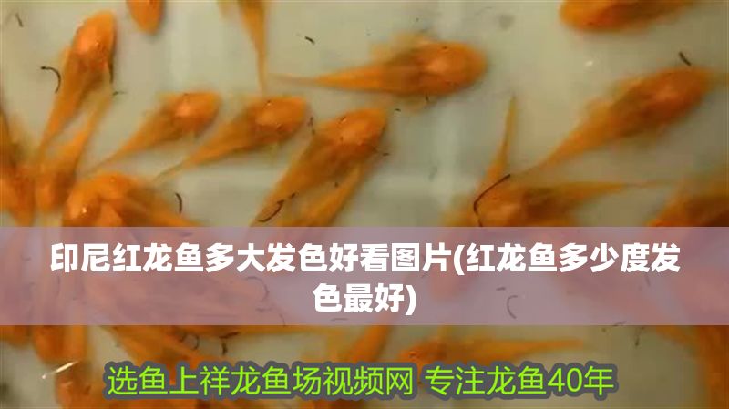 印尼紅龍魚多大發(fā)色好看圖片(紅龍魚多少度發(fā)色最好)