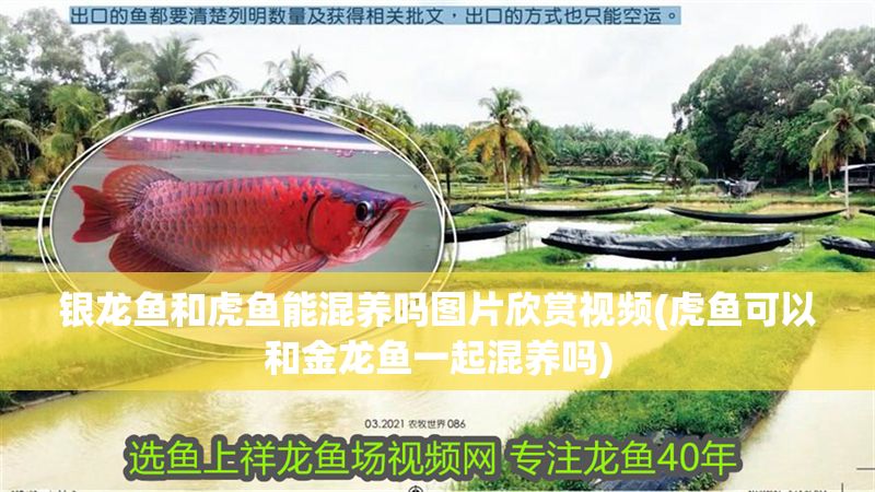 銀龍魚和虎魚能混養(yǎng)嗎圖片欣賞視頻(虎魚可以和金龍魚一起混養(yǎng)嗎)