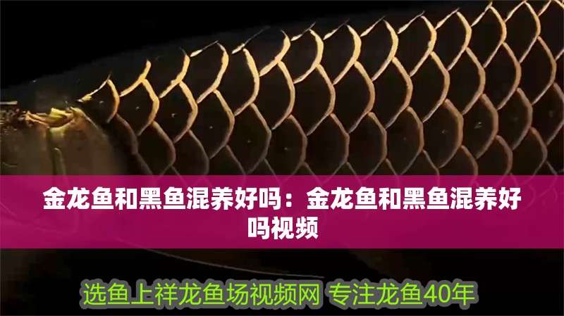 金龍魚和黑魚混養(yǎng)好嗎：金龍魚和黑魚混養(yǎng)好嗎視頻