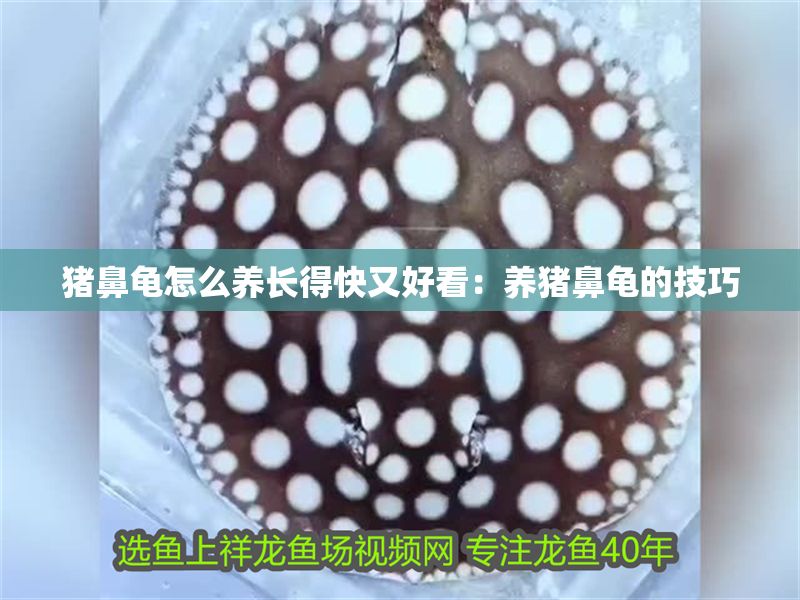 豬鼻龜怎么養長得快又好看：養豬鼻龜的技巧