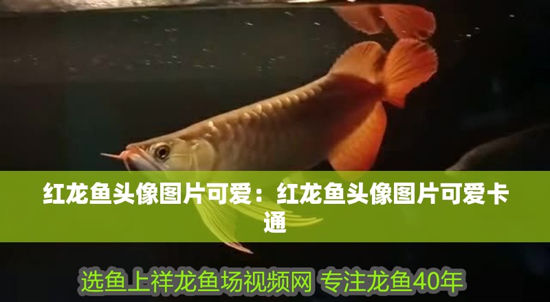 紅龍魚頭像圖片可愛：紅龍魚頭像圖片可愛卡通 紅龍魚頭像圖片可愛：紅龍魚頭像圖片可愛卡通 水族問答