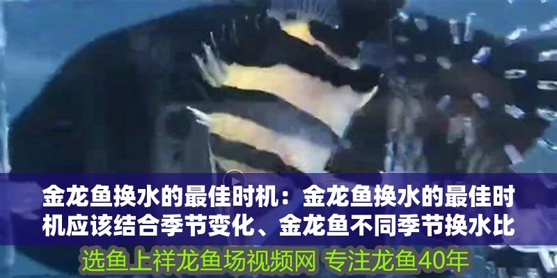金龍魚換水的最佳時機：金龍魚換水的最佳時機應該結合季節變化、金龍魚不同季節換水比例